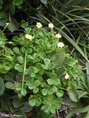 Oxalis megalorrhiza
