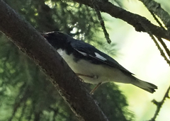 Setophaga caerulescens