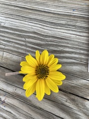 Helianthus mollis