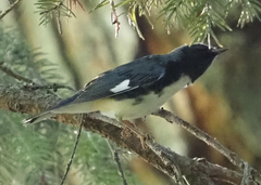 Setophaga caerulescens