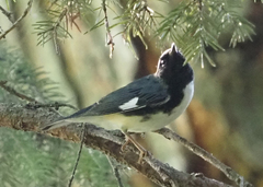 Setophaga caerulescens