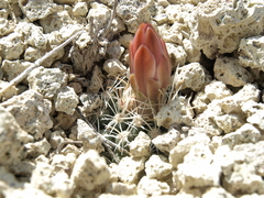 Sclerocactus nyensis