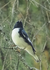 Setophaga caerulescens