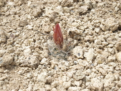 Sclerocactus nyensis