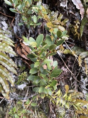 Gaultheria crassa