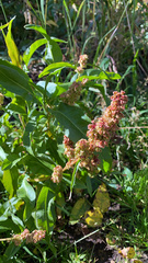 Rumex
