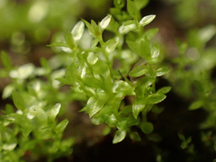 Tetraphis pellucida