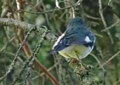 Setophaga caerulescens