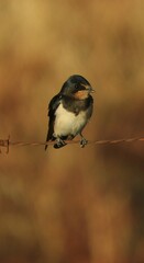 Hirundo rustica rustica