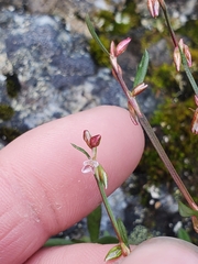 Polygonum