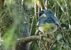 Setophaga caerulescens