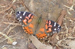 Vanessa braziliensis