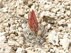 Sclerocactus nyensis