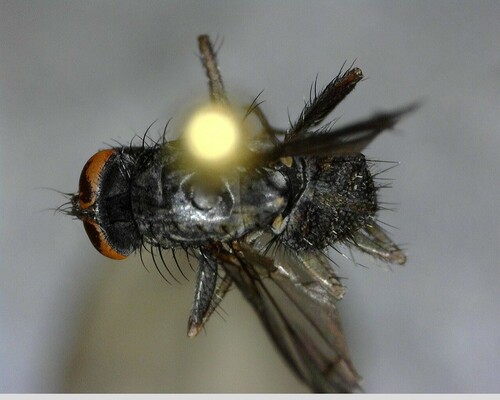 iNaturalist observation photo of Calyptrate Flies