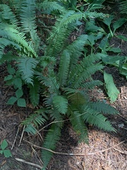 Polystichum munitum