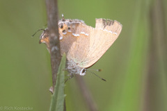 Callophrys gryneus