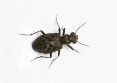 Elaphrus riparius