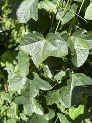 Passiflora lutea