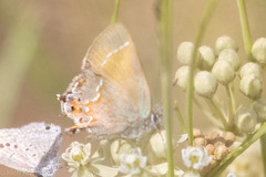 Callophrys gryneus