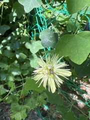 Passiflora lutea