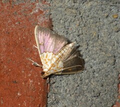 Agrotera nemoralis