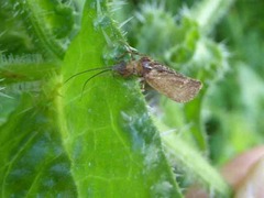 Limnephilus sparsus