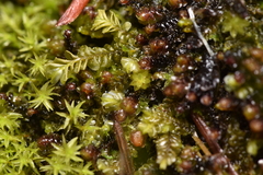 Plagiochila