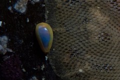Cystiscinae