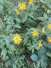 Helianthus decapetalus