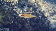 Symphodus rostratus
