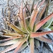 Deuterocohnia - Photo (c) romanlabrousse, some rights reserved (CC BY-NC), uploaded by romanlabrousse