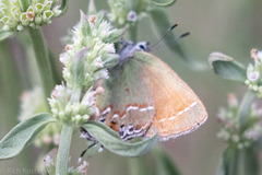 Callophrys gryneus