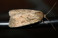 Spodoptera depravata