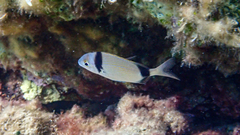 Diplodus vulgaris