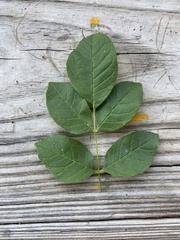 Fraxinus americana