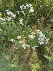 Parthenium integrifolium