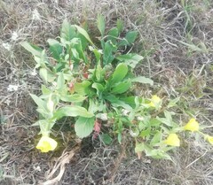 Oenothera rubricaulis