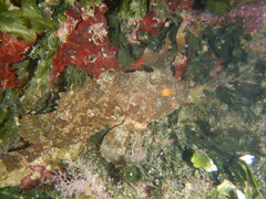 Scorpaena porcus