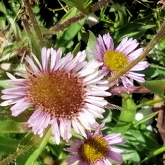 Erigeron uniflorus