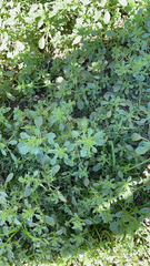 Amaranthus albus