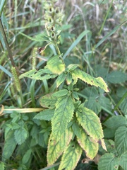Teucrium