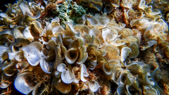 Padina pavonica