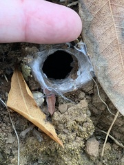Calisoga longitarsis