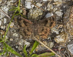 Staphylus hayhurstii