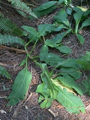 Lysichiton americanus