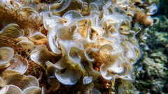 Padina pavonica