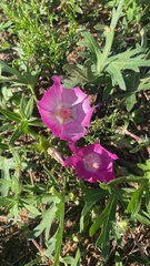 Callirhoe involucrata