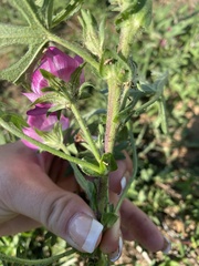 Callirhoe involucrata
