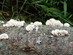 Mycorrhaphium adustum