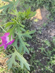 Callirhoe involucrata